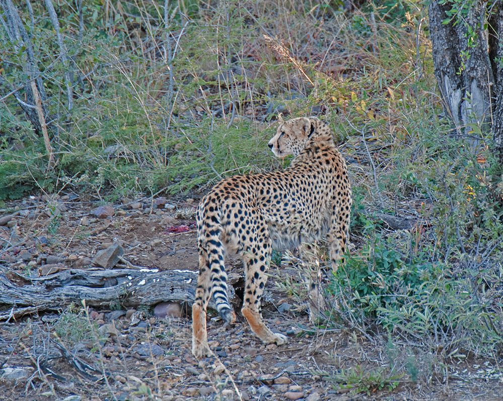 Madikwe Game Reserve Cheetah 1